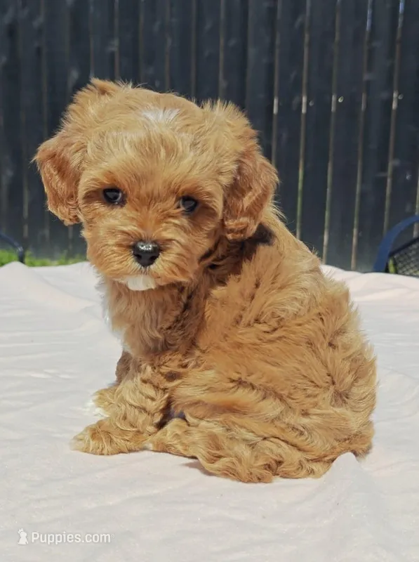 Flexible financing available – Cavapoo, Poodle - Toy  puppy for sale in Dallas, TX