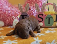 Flexible financing available, a female Cavapoo and Poodle - Toy  for sale in Dallas, TX – Photo 3 of 10