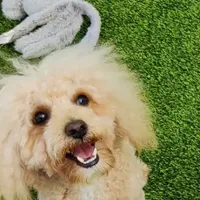 Flexible financing available, a female Cavapoo and Poodle - Toy  for sale in Dallas, TX – Photo 10 of 10