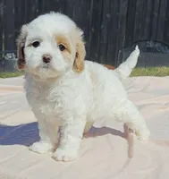 Flexible financing available, a female Cavapoo and Poodle - Toy  for sale in Dallas, TX – Photo 3 of 10