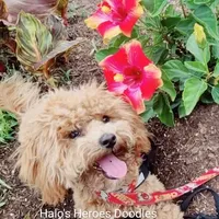 Flexible financing available, a female Cavapoo and Poodle - Toy  for sale in Dallas, TX – Photo 7 of 10