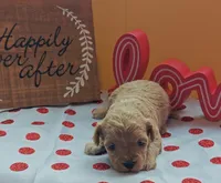 Flexible financing available, a female Cavapoo and Poodle - Toy  for sale in Dallas, TX – Photo 5 of 10