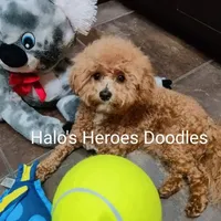 Flexible financing available, a female Cavapoo and Poodle - Toy  for sale in Dallas, TX – Photo 8 of 10