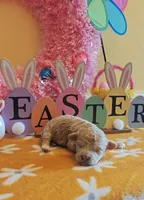 Flexible financing available, a female Cavapoo and Poodle - Toy  for sale in Dallas, TX – Photo 5 of 10