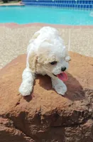 Shia, a male Cavapoo and Miniature Goldendoodle for sale in Dallas, TX – 6 of 10