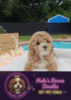 Flexible financing available ☎️817-917-0564📱, a female Cavapoo and Poodle - Toy  for sale in Dallas, TX – 7 of 10
