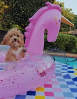 TayTay, a female Cavapoo and Poodle - Toy  for sale in Dallas, TX – 2 of 10