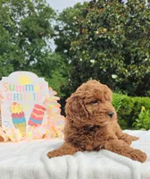 Jorie (Miniature Goldendoodle-Cavapoo), a female Cavapoo and Miniature Goldendoodle for sale in Dallas, TX – 9 of 10
