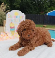 Tillie (Micro/Petite Goldendoodle-Cavapoo), a female Cavapoo and Miniature Goldendoodle for sale in Dallas, TX – 6 of 10