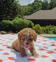 Mateo, a male Cavapoo and Miniature Goldendoodle for sale in Dallas, TX – 8 of 10