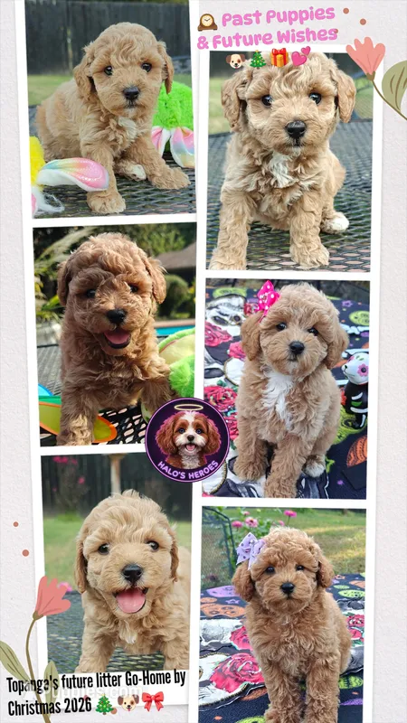Christmas Cavapoos – Cavapoo, Miniature Goldendoodle puppy for sale in Dallas, TX