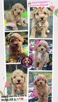 Christmas Cavapoos, a  Cavapoo and Miniature Goldendoodle for sale in Dallas, TX – 1 of 3