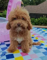 Santana , a male Cavapoo and Poodle - Toy  for sale in Dallas, TX – 3 of 10