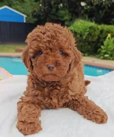 Tillie (Micro/Petite Goldendoodle-Cavapoo), a female Cavapoo and Miniature Goldendoodle for sale in Dallas, TX – 5 of 10