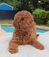 Tillie (Micro/Petite Goldendoodle-Cavapoo), a female Cavapoo and Miniature Goldendoodle for sale in Dallas, TX – 4 of 10