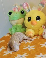 Xavier (Toy Cavapoo), a male Cavapoo and Poodle - Toy  for sale in Dallas, TX – Photo 4 of 7