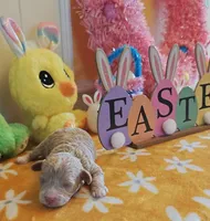 Xavier (Toy Cavapoo), a male Cavapoo and Poodle - Toy  for sale in Dallas, TX – Photo 7 of 7