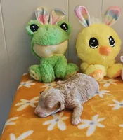 Xavier (Toy Cavapoo), a male Cavapoo and Poodle - Toy  for sale in Dallas, TX – Photo 6 of 7