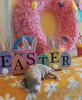 Xavier (Toy Cavapoo), a male Cavapoo and Poodle - Toy  for sale in Dallas, TX – Photo 2 of 7