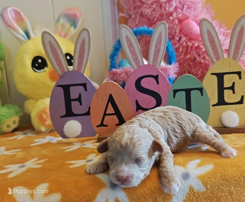 Xavier (Toy Cavapoo) – Cavapoo, Poodle - Toy  puppy for sale in Dallas, TX