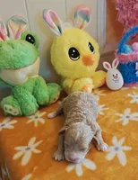 Xavier (Toy Cavapoo), a male Cavapoo and Poodle - Toy  for sale in Dallas, TX – Photo 5 of 7