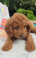 Joy (Miniature Goldendoodle-Cavapoo), a female Cavapoo and Miniature Goldendoodle for sale in Dallas, TX – 8 of 10
