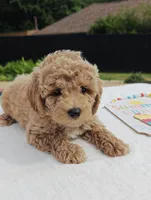 Toby (Micro/Petite Goldendoodle-Cavapoo), a male Cavapoo and Miniature Goldendoodle for sale in Dallas, TX – 2 of 10