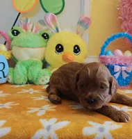 Julia (Miniature Goldendoodle-Cavapoo), a female Cavapoo and Miniature Goldendoodle for sale in Dallas, TX – Photo 6 of 8