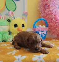 Julia (Miniature Goldendoodle-Cavapoo), a female Cavapoo and Miniature Goldendoodle for sale in Dallas, TX – Photo 7 of 8