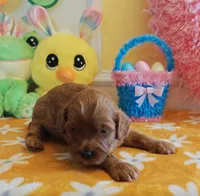 Julia (Miniature Goldendoodle-Cavapoo), a female Cavapoo and Miniature Goldendoodle for sale in Dallas, TX – Photo 5 of 8