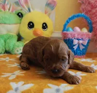 Julia (Miniature Goldendoodle-Cavapoo), a female Cavapoo and Miniature Goldendoodle for sale in Dallas, TX – Photo 8 of 8