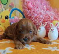 Julia (Miniature Goldendoodle-Cavapoo), a female Cavapoo and Miniature Goldendoodle for sale in Dallas, TX – Photo 3 of 8