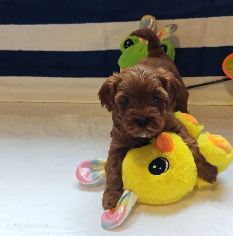Julia (Miniature Goldendoodle-Cavapoo) – Cavapoo, Miniature Goldendoodle puppy for sale in Dallas, TX