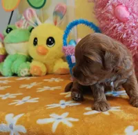 Julia (Miniature Goldendoodle-Cavapoo), a female Cavapoo and Miniature Goldendoodle for sale in Dallas, TX – Photo 2 of 8