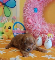 Julia (Miniature Goldendoodle-Cavapoo), a female Cavapoo and Miniature Goldendoodle for sale in Dallas, TX – Photo 4 of 8