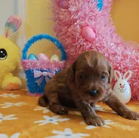 Julia (Miniature Goldendoodle-Cavapoo), a female Cavapoo and Miniature Goldendoodle for sale in Dallas, TX – Photo 1 of 8