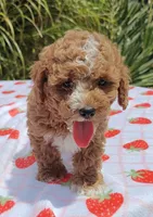 Mateo, a male Cavapoo and Miniature Goldendoodle for sale in Dallas, TX – 3 of 10