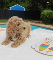 Toby (Micro/Petite Goldendoodle-Cavapoo), a male Cavapoo and Miniature Goldendoodle for sale in Dallas, TX – 6 of 10