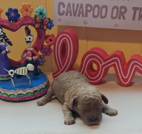 Benjamin, a male Cavapoo and Poodle - Toy  for sale in Dallas, TX – Photo 10 of 10