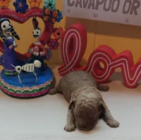 Benjamin, a male Cavapoo and Poodle - Toy  for sale in Dallas, TX – Photo 4 of 10