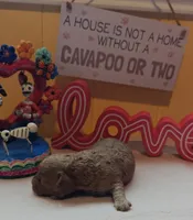 Benjamin, a male Cavapoo and Poodle - Toy  for sale in Dallas, TX – Photo 8 of 10