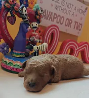 Benjamin, a male Cavapoo and Poodle - Toy  for sale in Dallas, TX – Photo 5 of 10