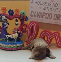 Benjamin, a male Cavapoo and Poodle - Toy  for sale in Dallas, TX – Photo 1 of 10