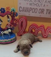 Benjamin, a male Cavapoo and Poodle - Toy  for sale in Dallas, TX – Photo 6 of 10