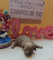 Benjamin, a male Cavapoo and Poodle - Toy  for sale in Dallas, TX – Photo 2 of 10