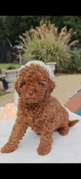 Flexible financing available ☎️817-917-0564📱, a female Cavapoo and Poodle - Toy  for sale in Dallas, TX – 10 of 10