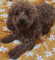 Christmas Puppies, a female Cavapoo and Miniature Goldendoodle for sale in Dallas, TX – 2 of 3