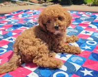 Talia, a female Cavapoo and Miniature Goldendoodle for sale in Dallas, TX – 10 of 10