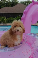 Xavier (Toy Cavapoo), a male Cavapoo and Poodle - Toy  for sale in Dallas, TX – 9 of 10