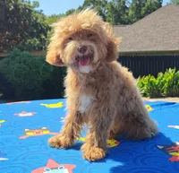 Cooper Toy Cavapoo (5-8lbs Full Grown Size), a male Cavapoo and Poodle - Toy  for sale in Dallas, TX – 9 of 10